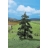 Faller Modélisme accessoires de décor H0 - Végétation - Arbres premium : 2 épicéas