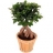 Ficus Ginseng