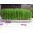 Grand plateau pour germoir Easygreen