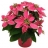 Poinsettia Rose