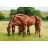 Ravensburger <a title='En savoir plus sur les puzzles' href='http://weezoom.tumblr.com/post/12566332776/puzzle-1000-pieces' style='text-decoration:none; color:#333' target='_blank'><strong>Puzzle</strong></a> 1500 pièces - Chevaux dans le pré